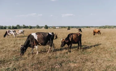 Биотехнологии и борьба с ящуром: как Казахстан укрепляет ветеринарную безопасность