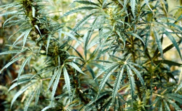 Запрещенное культивирование: в Рудном полицейские обнаружили плантацию марихуаны