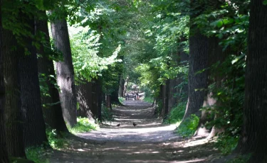 В рамках благоустройства ни одно дерево не будет вырублено в роще Баума