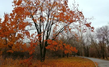 Алматыда 3-9 қараша аралығында ауа райы қандай болады