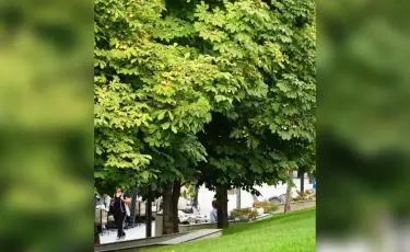 Алматының Медеу ауданында 14 шақырым көше көгалдандырылып жатыр