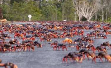 В Австралии началась массовая миграция крабов