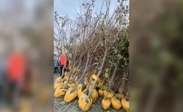 Алматылықтар «Жасыл аула» акциясы аясында жүздеген ағаш отырғызды