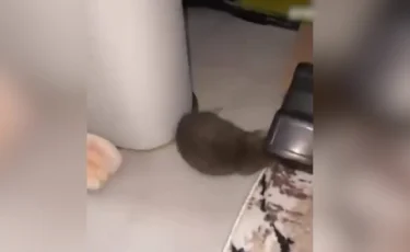 Атырауда егеуқұйрықтар кәріз құбыры арқылы пәтерлерге кіре бастаған