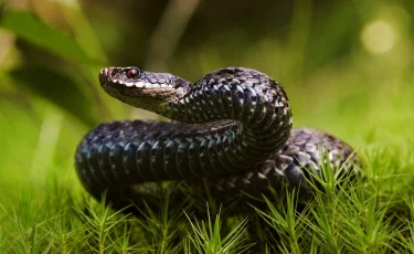 Не на того напала: гадюка укусила пьяного мужчину и умерла