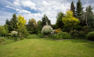 Живые насосы: деревья, которые избавят вас от откачки ямы