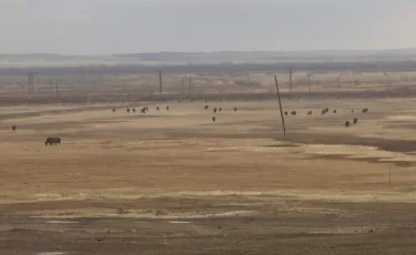 Қарағанды облысында ер адам бір үйір жылқыны аяусыз атып тастаған