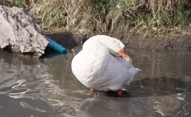 СҚО-да үй құстарының қырылу себебі анықталды- тұрғындар келіспейді