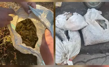 Незаконная добыча: крупный улов рыбы и раков изъят в ЗКО