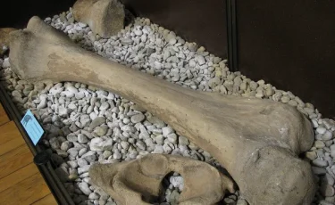 Рыбалка с сюрпризом: в СКО обнаружили крупную кость мамонта