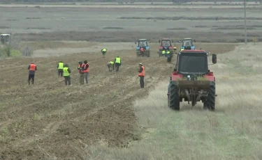 Қарағанды облысында экологиялық мәселені шешу үшін 330 мың түп ағаш егілмек