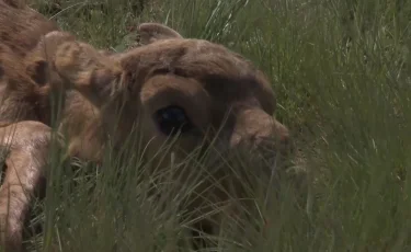 Елімізде киіктер барлық талапқа сай сойылады