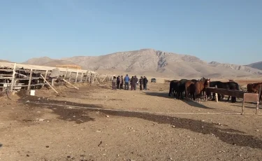 Хищники рядом: волки истребляют домашний скот, а шакалы бродят возле кладбища