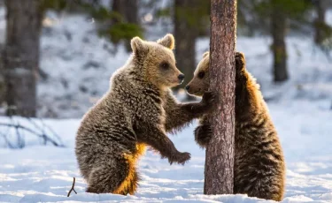 Заблудившийся косолапый: в ВКО местные жители поймали медвежонка