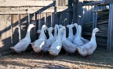 Птичий грипп или пастереллёз: в СКО в селе Шуховское спорят о причинах массового падежа птицы