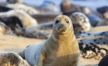 Тюлени продолжают гибнуть на Каспии: экологи проводят проверку