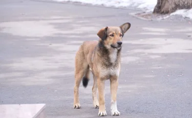 Алматыда жыл басынан бері 9 мыңнан астам иесіз жануар ұсталды