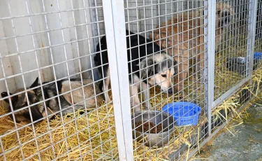 В Алматы с начала года отловлено свыше 9 000 бродячих животных