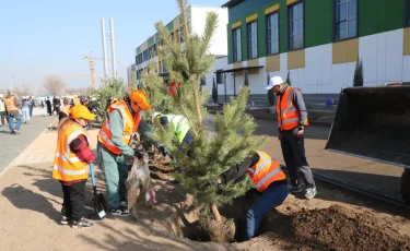 Алматы расширяет зелёный фонд: застройщик школы увеличил объём посадки деревьев в десять раз