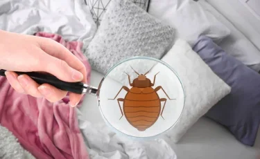 Постельные клопы: как они выглядят и как от них избавиться