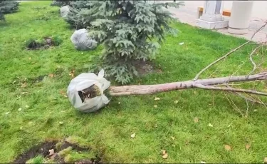 Атыраулық белсенділер талды отап тастаған шенеуніктерге наразы