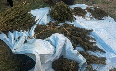 КНБ ликвидировал 3 международных и 3 региональных канала поставок наркотиков