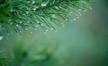 Қазақстанның басым бөлігінде жауын-шашын болады