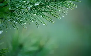 Қазақстанның басым бөлігінде жауын-шашын болады