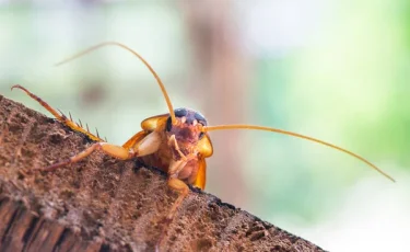 И конкурсы интересные: мужчина погиб, подавившись живым тараканом
