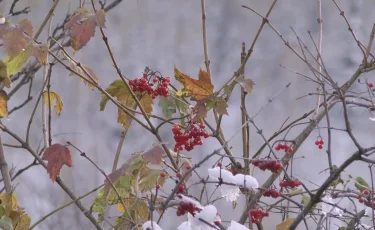 Бүгін қай өңірде қар жаууы мүмкін - ауа райы болжамы