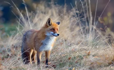 Неожиданная встреча: в Костанайской области на женщину напала дикая лиса
