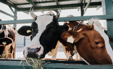 Еліміздің ауыл шаруашылығы өнімдері 15-тен аса елге экспортталады