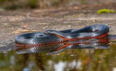 Турист погиб на Бали: врачи приняли смертельный укус змеи за отравление