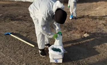 Атырау облысында тышқандарды улау шаралары жүріп жатыр