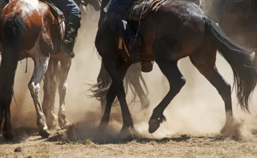 Внедорожник сбил лошадей во время игры в кокпар (видео)