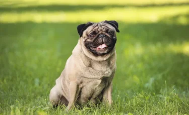 Названы породы собак, которые могут исчезнуть через 10 лет