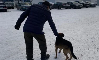 Хатико по-павлодарски: трогательная история о верности и надежде