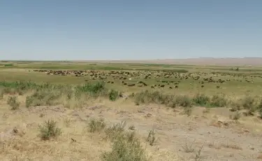 Абай облысында мемлекеттік жер телімдері заңсыз пайдаланылып келген