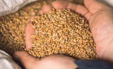 В Армении отметили высокое качество казахстанской пшеницы