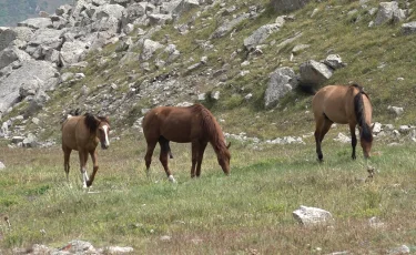 Қазақ даласына Пржевальский жылқысы мен жолбарысты қайта жерсіндіру басталды