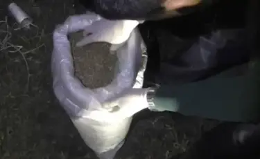 Шуда 50 келіден астам марихуана тасымалдаған екі күдікті ұсталды
