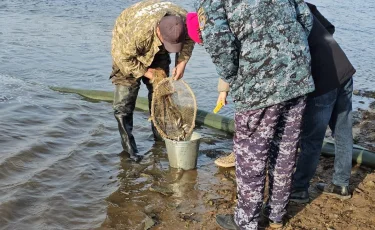 Сілеті өзеніне 100 мың шабақ жіберілді