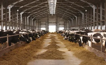 Казахстанская агропродукция уже в 15 странах: куда направится экспорт дальше