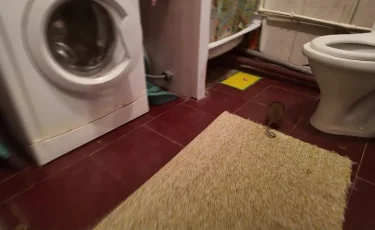 Нашествие крыс: огромные грызуны пробрались в дома сельчан и не дают им покоя