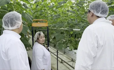 Жылыжайда жеміс мол: Атырау облысында шаруалар ауданды көкөніспен қамтамасыз етіп отыр