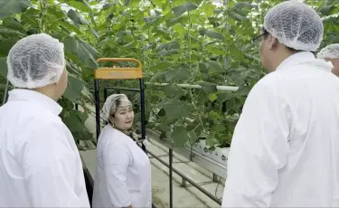 Жылыжайда жеміс мол: Атырау облысында шаруалар ауданды көкөніспен қамтамасыз етіп отыр