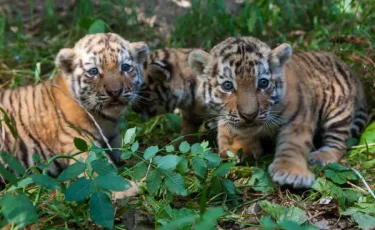 Настоящий «Зверополис»: удивительные истории обитателей алматинского зоопарка