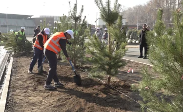 Таза Қазақстан: Түрксіб ауданындағы салынып жатқан мектеп ауласына 500-ден аса көшет отырғызылды