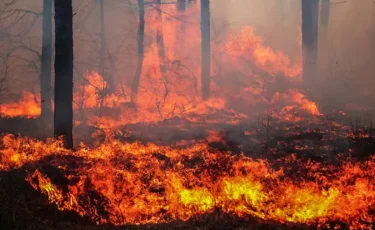 Былтыр 62,7 мың гектарды шарпыған 609 орман өрті тіркелді
