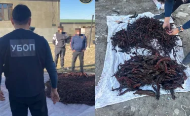 Түркістан облысында Қызыл кітапқа енген өсімдіктерді заңсыз жинағандар ұсталды